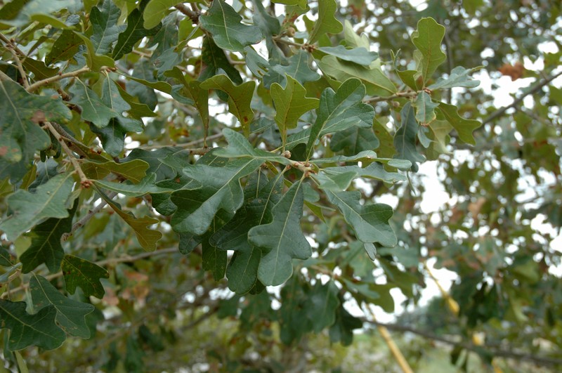 Boynton Sand Post Oak