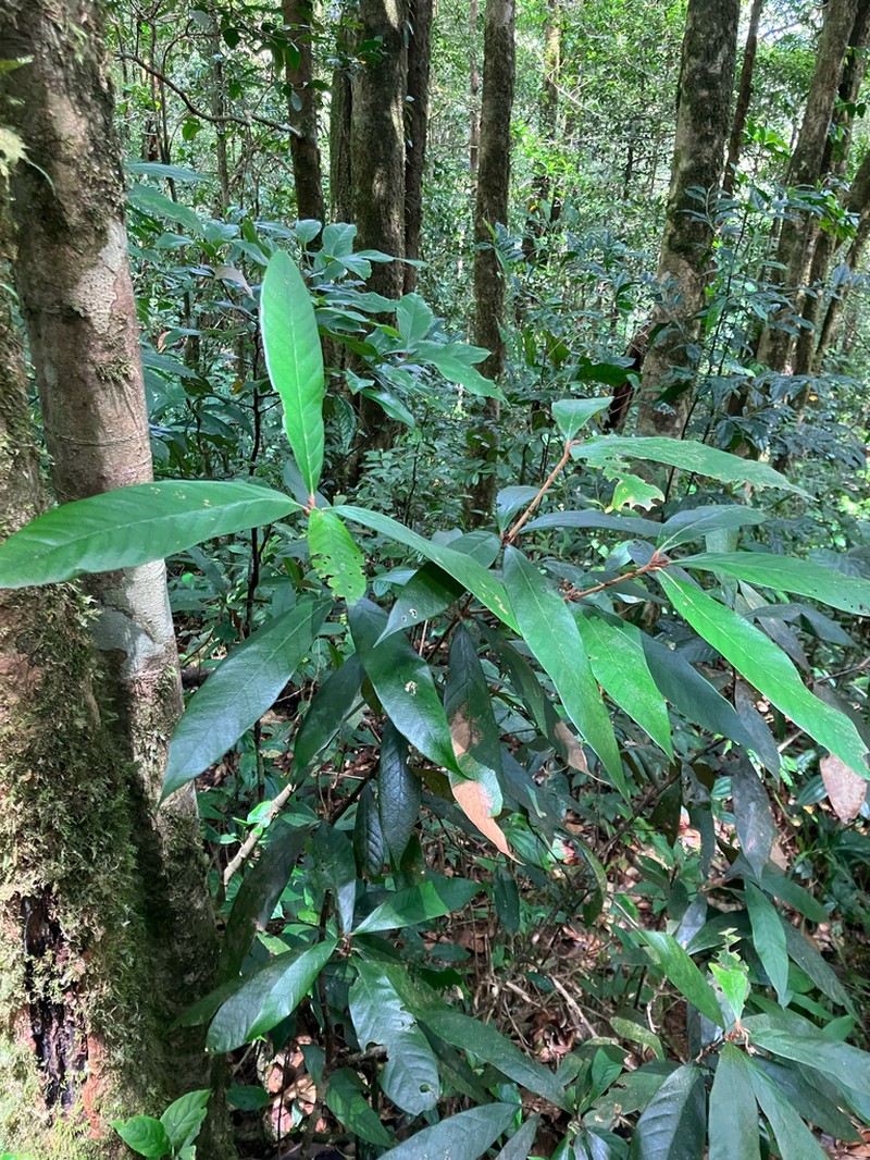 Quercus braianensis