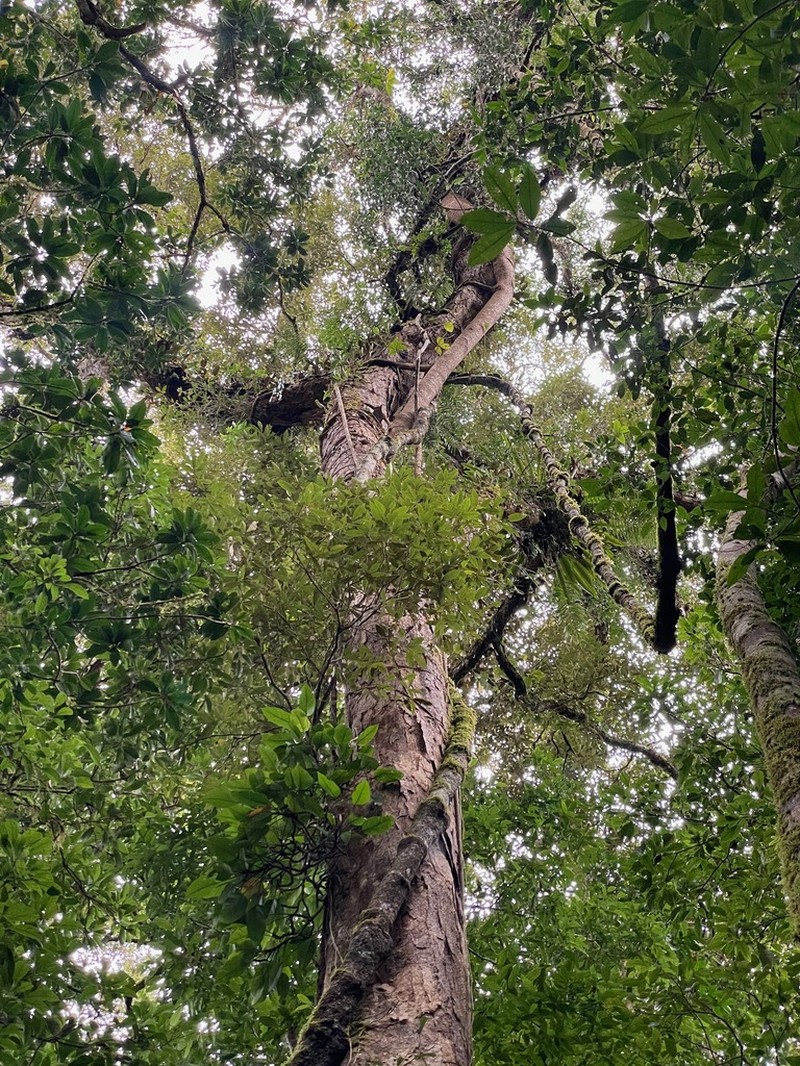 Quercus braianensis photo 2