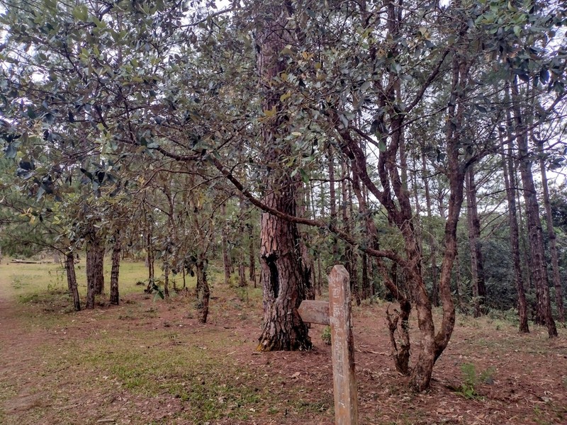 Quercus braianensis photo 3