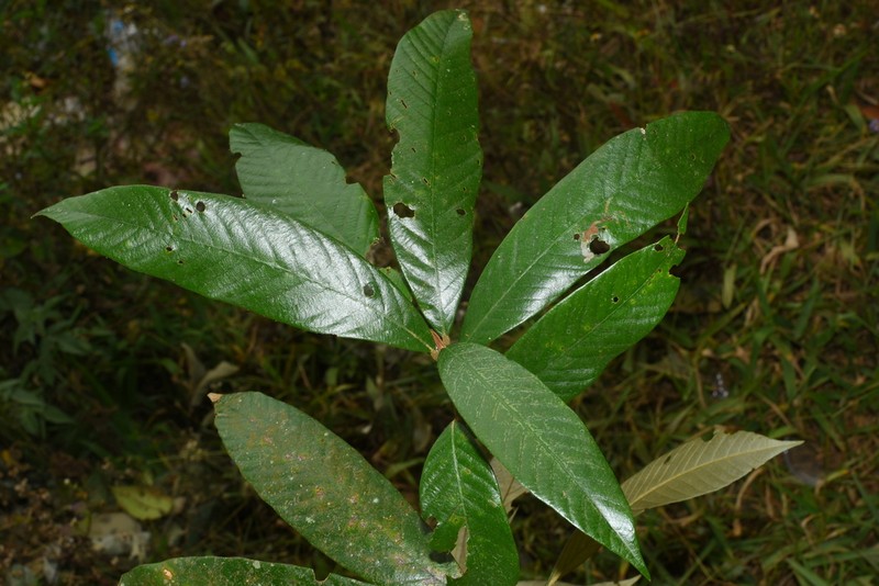Quercus braianensis photo 4