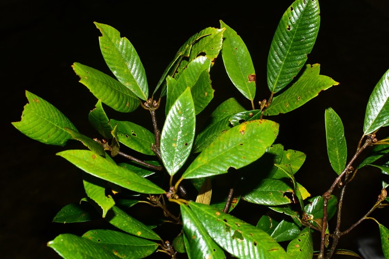 Quercus braianensis photo 6