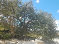 Quercus brandegeei