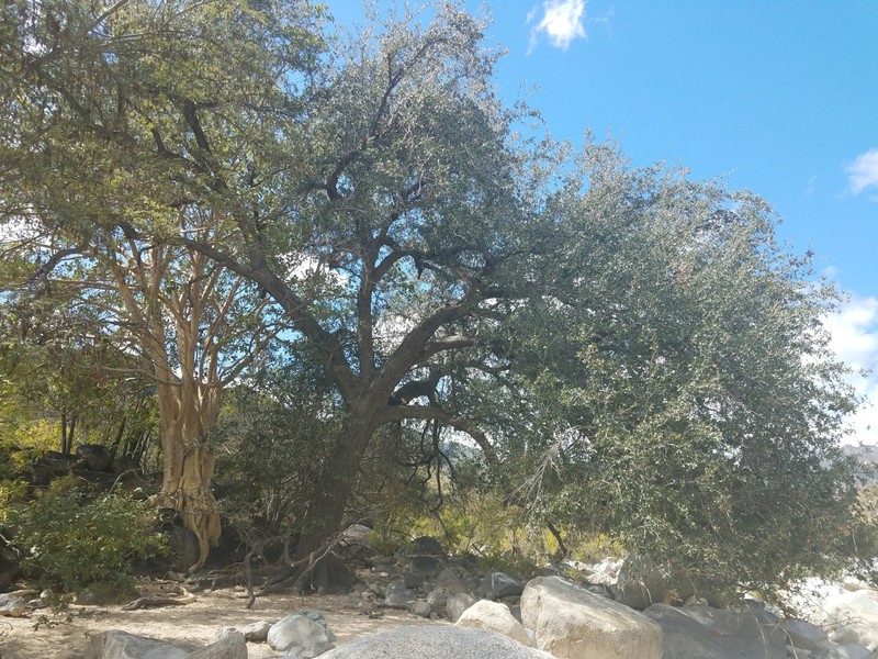 Quercus brandegeei