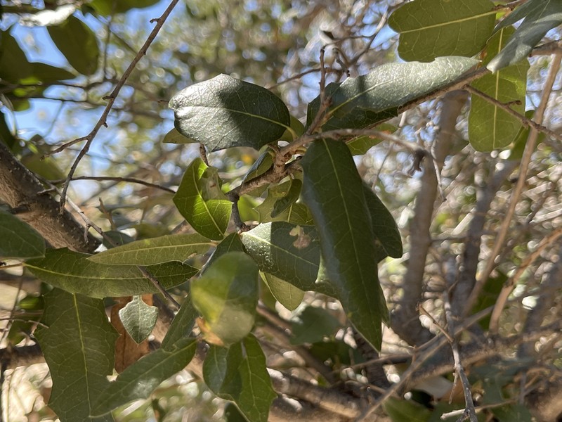 Quercus brandegeei photo 2