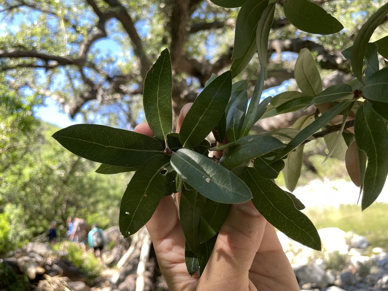 Quercus brandegeei photo 3