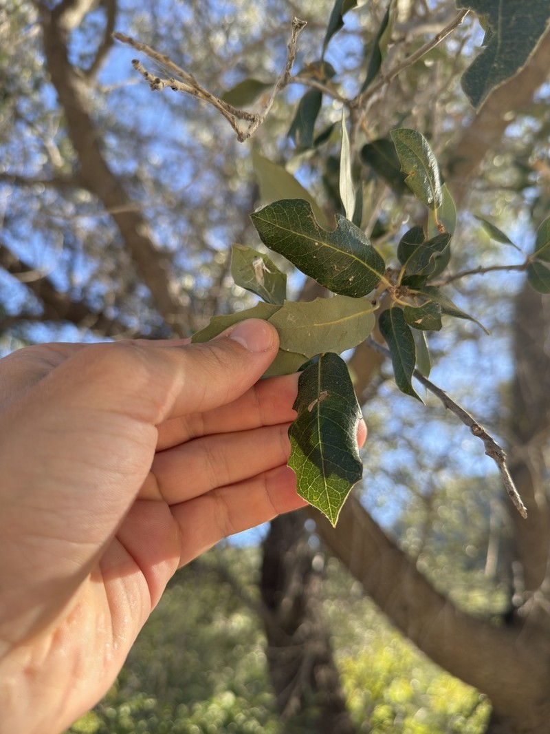Quercus brandegeei photo 4