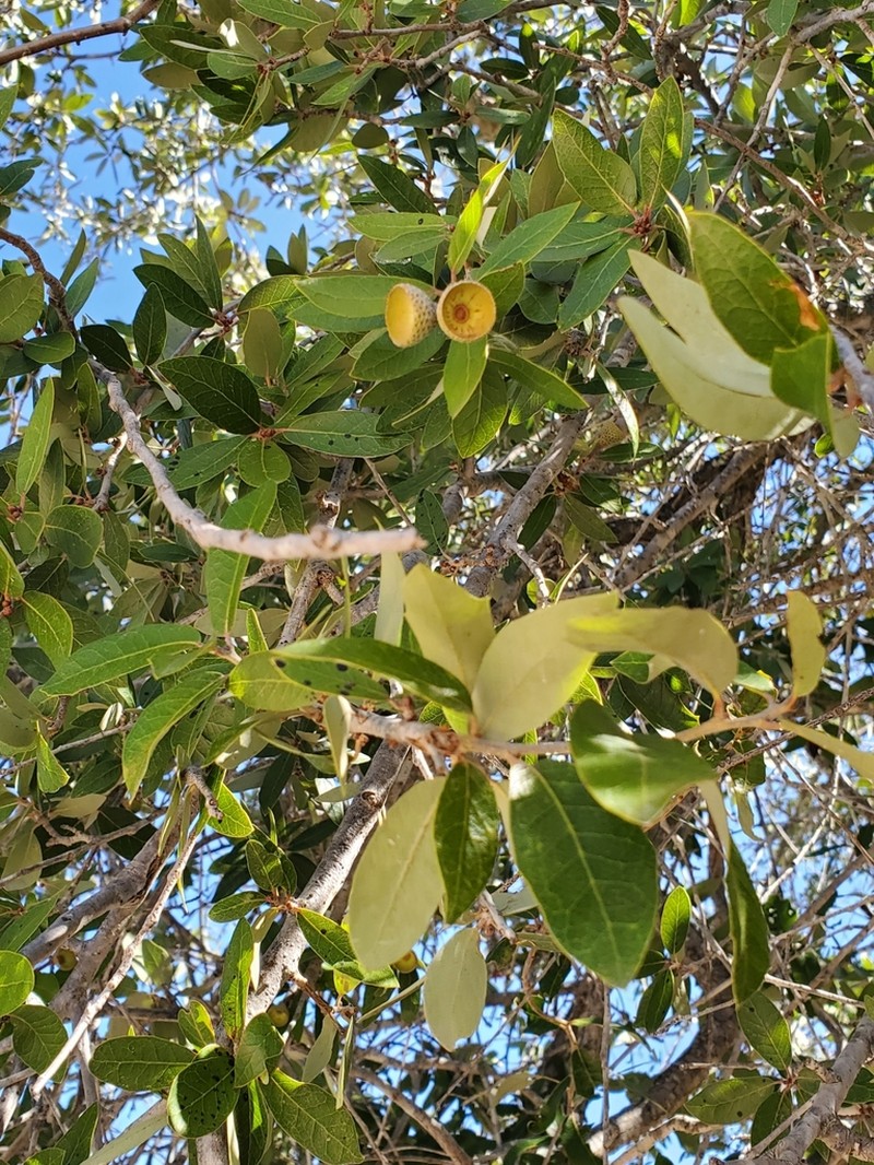 Quercus brandegeei photo 5