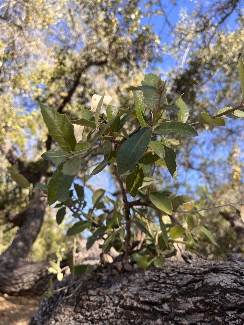 Quercus brandegeei photo 6