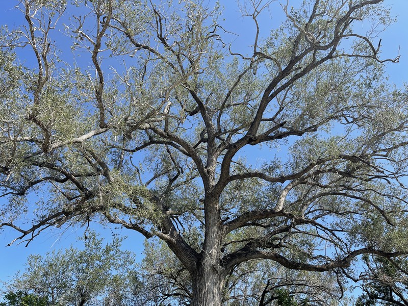 Quercus brandegeei photo 7