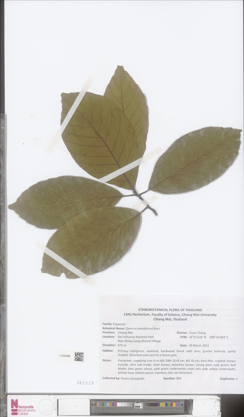 Quercus brandisiana