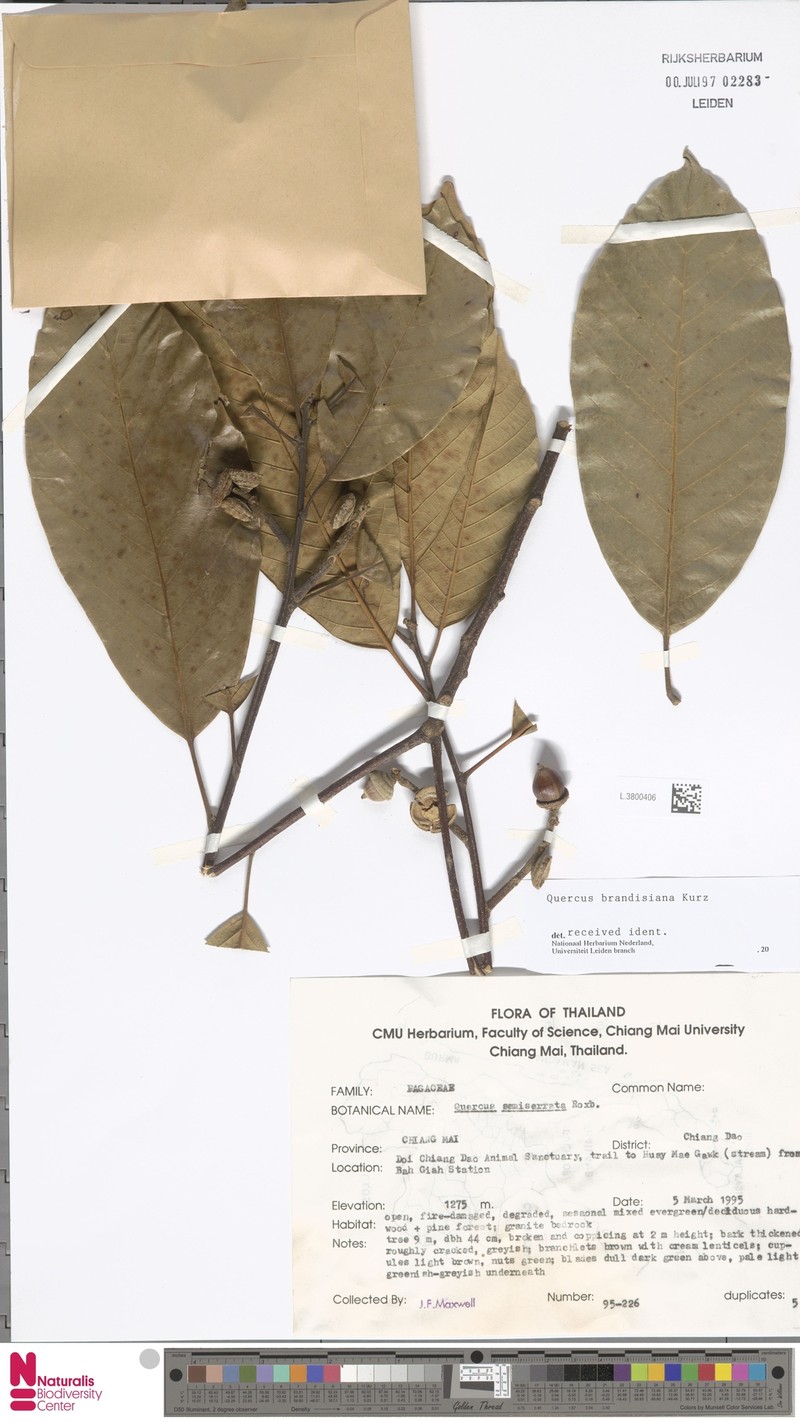 Quercus brandisiana photo 2