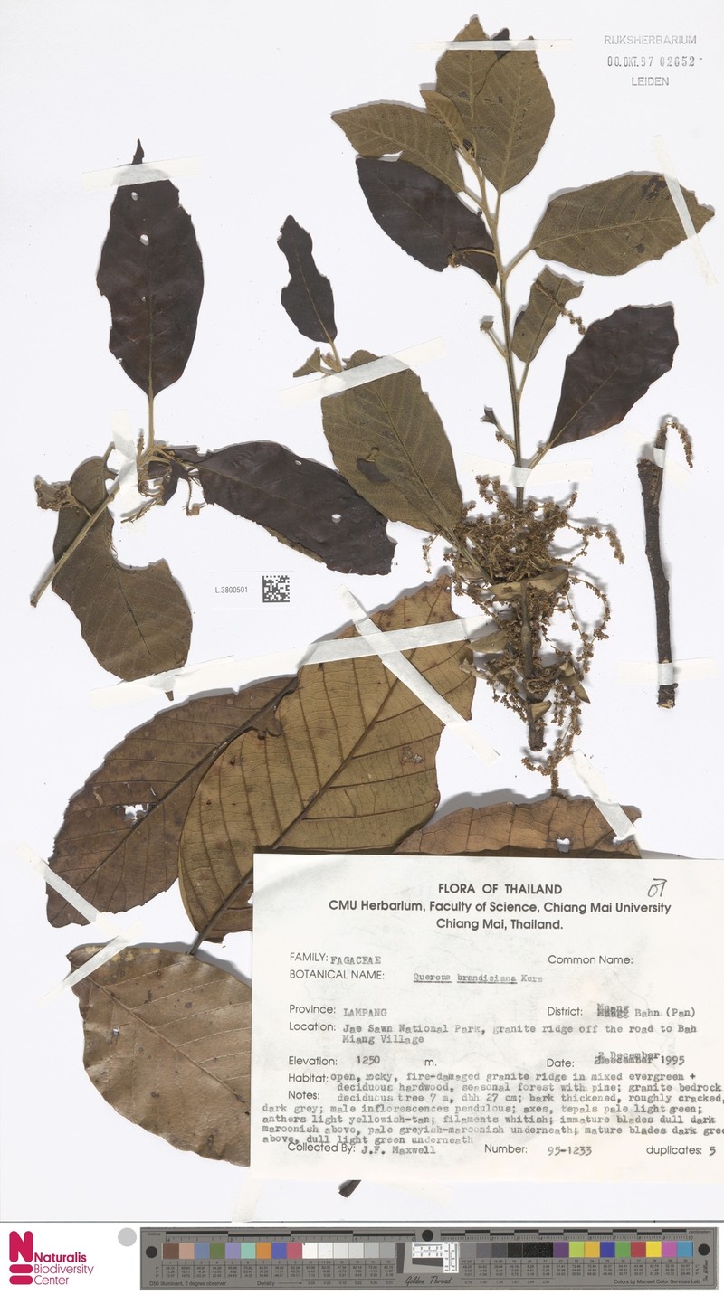Quercus brandisiana photo 3