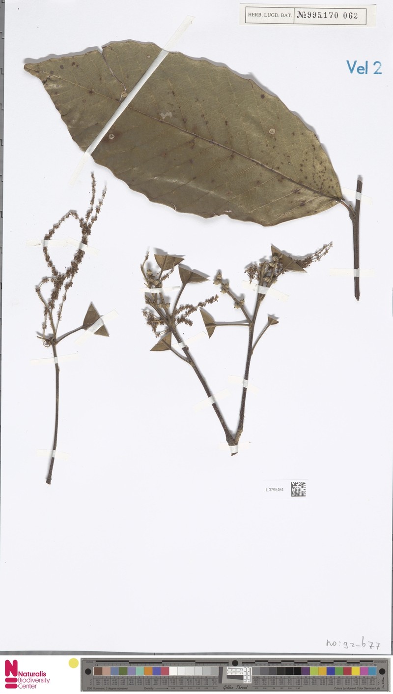 Quercus brandisiana photo 4