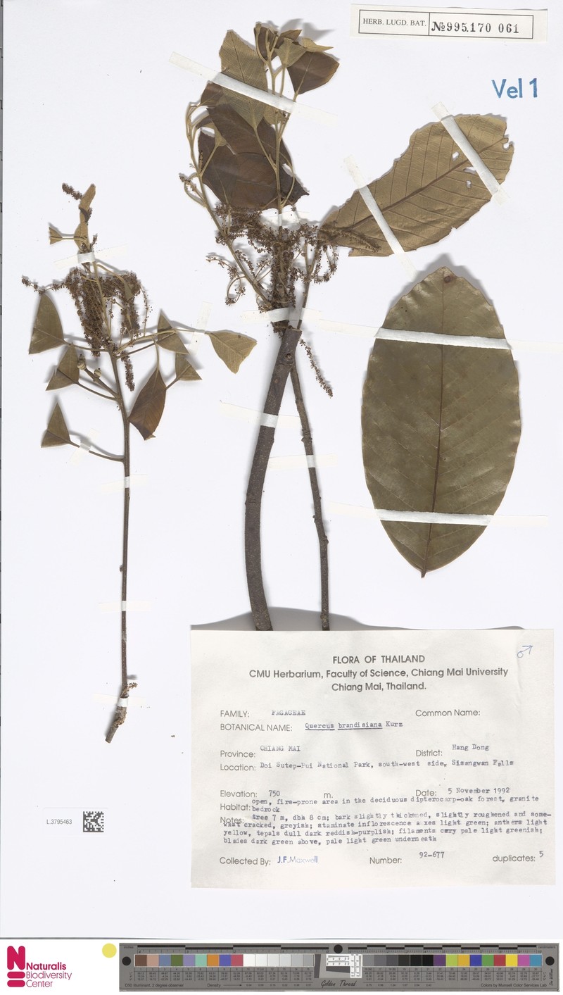 Quercus brandisiana photo 5