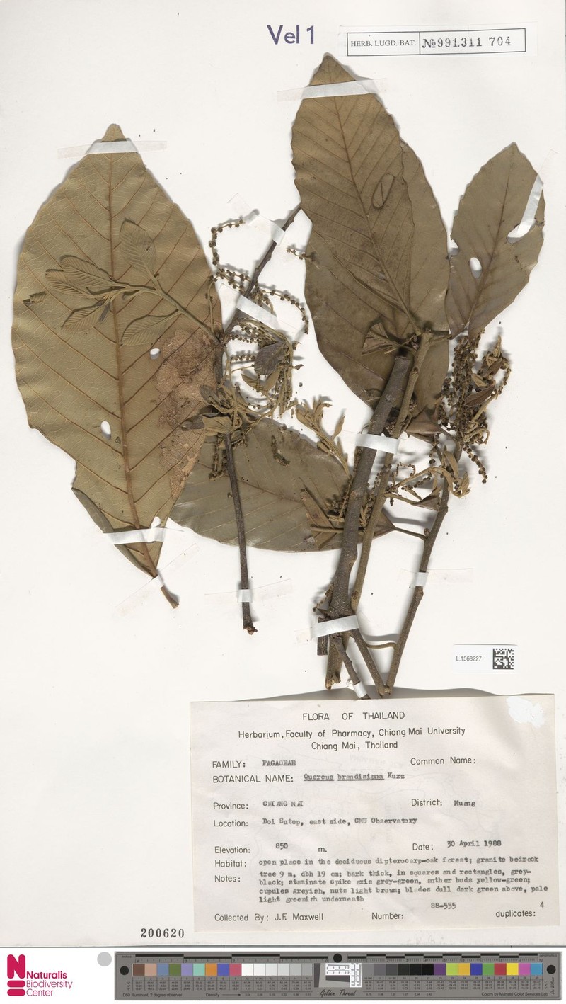 Quercus brandisiana photo 6