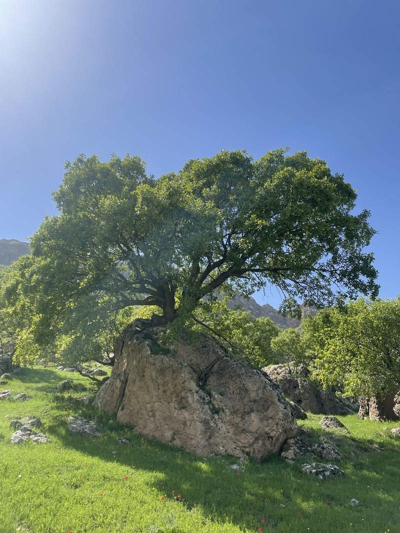 Brant's Oak photo 3