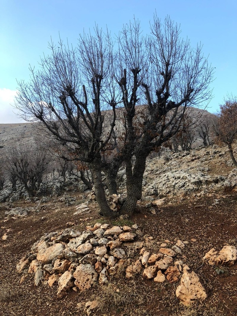 Brant's Oak photo 4