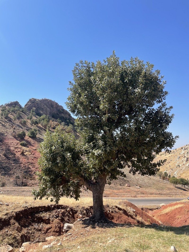 Brant's Oak photo 5