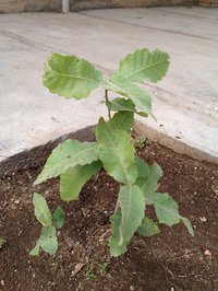 Brant's Oak