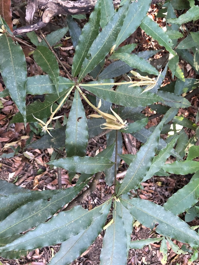 Quercus brenesii