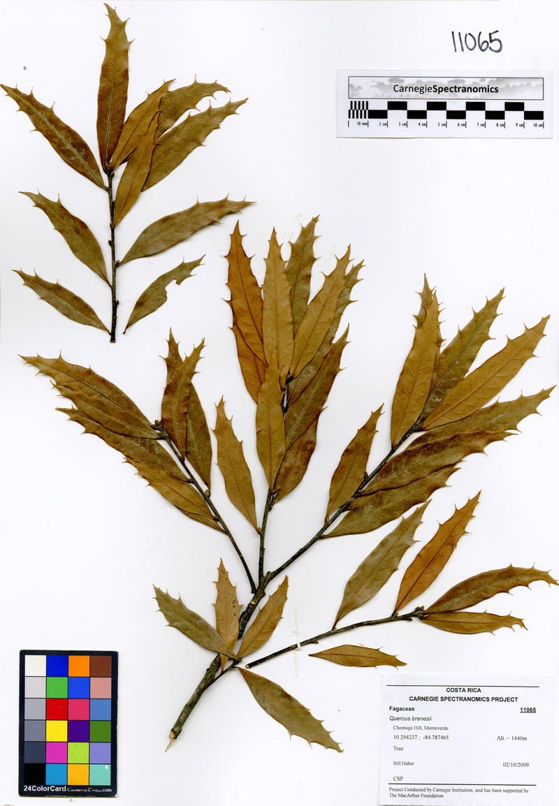 Quercus brenesii photo 2