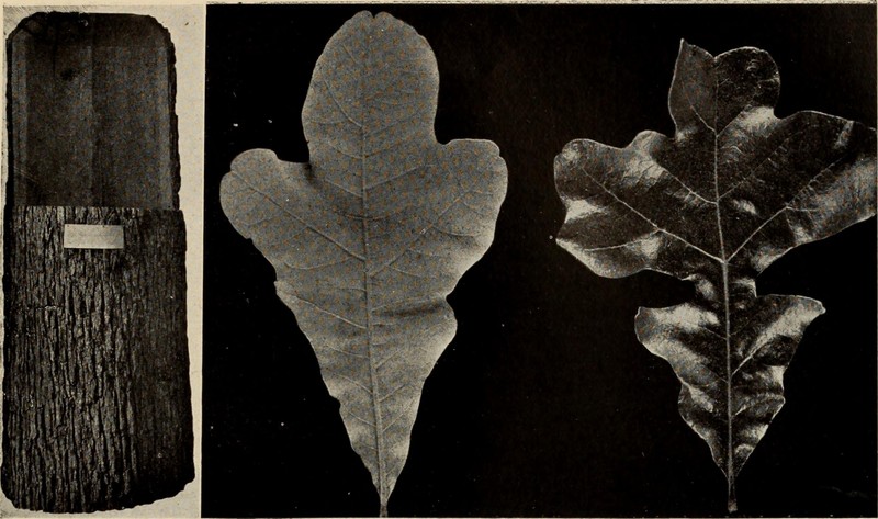 Texas Red Oak photo 4