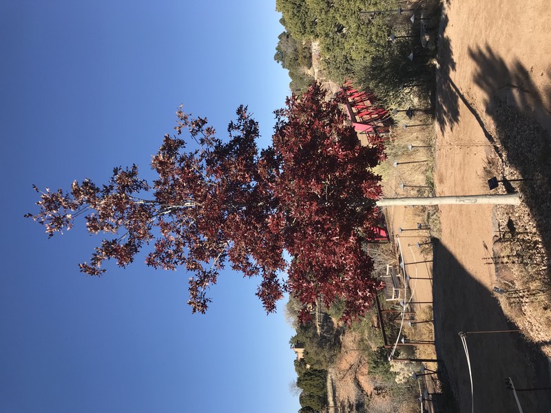 Texas Red Oak photo 2