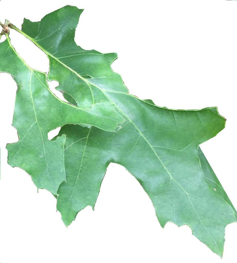 Texas Red Oak photo 3