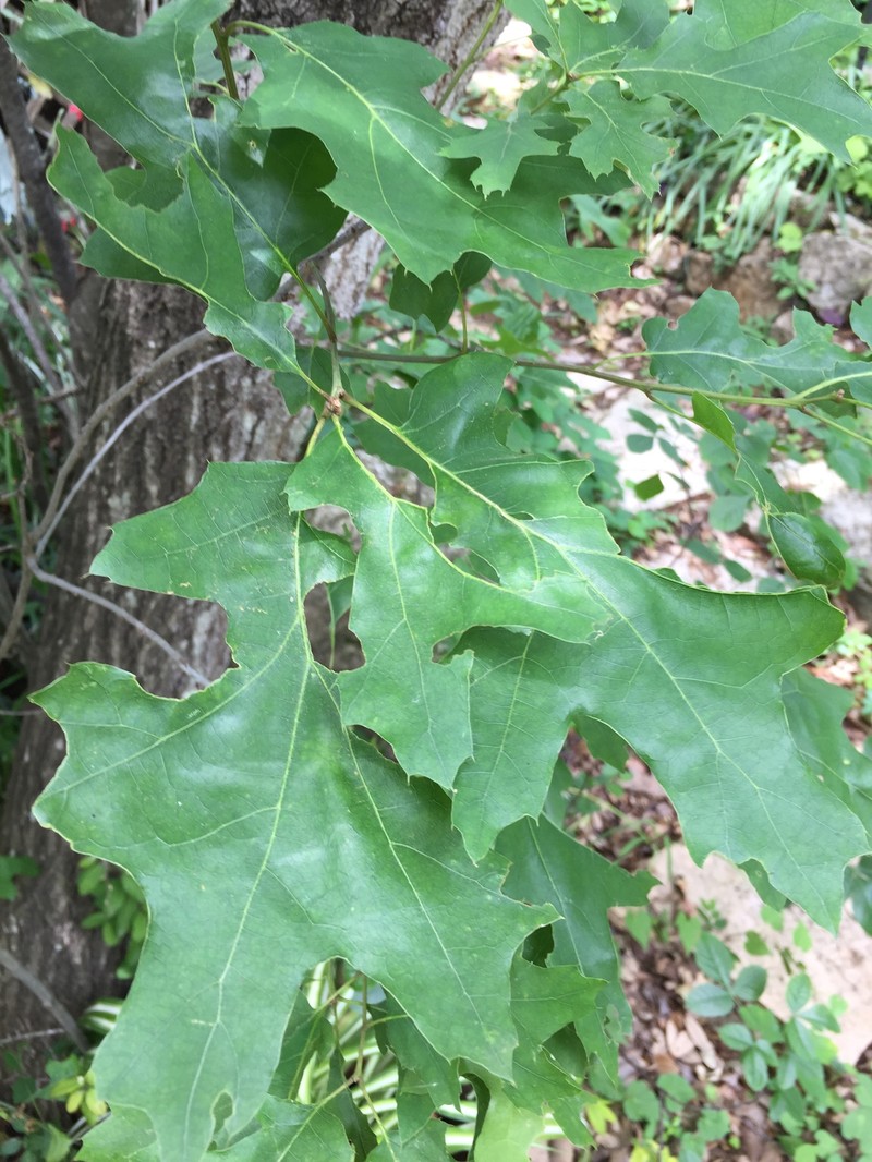 Texas Red Oak
