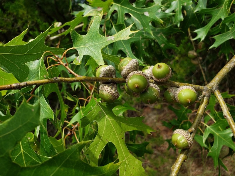 Texas Red Oak photo 3