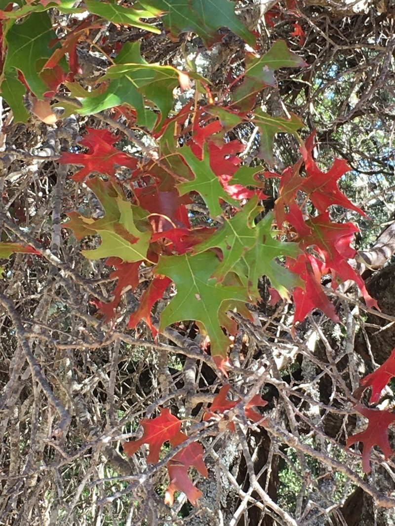 Texas Red Oak photo 4