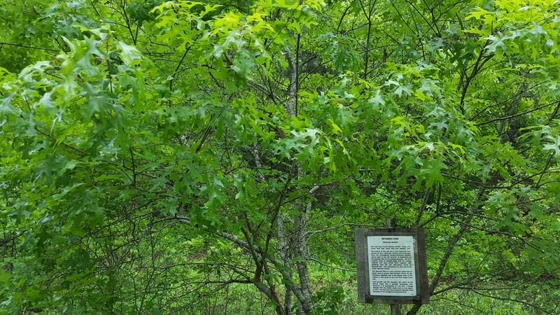 Texas Red Oak photo 5