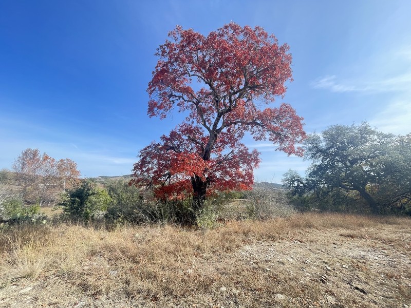 Texas Red Oak photo 6