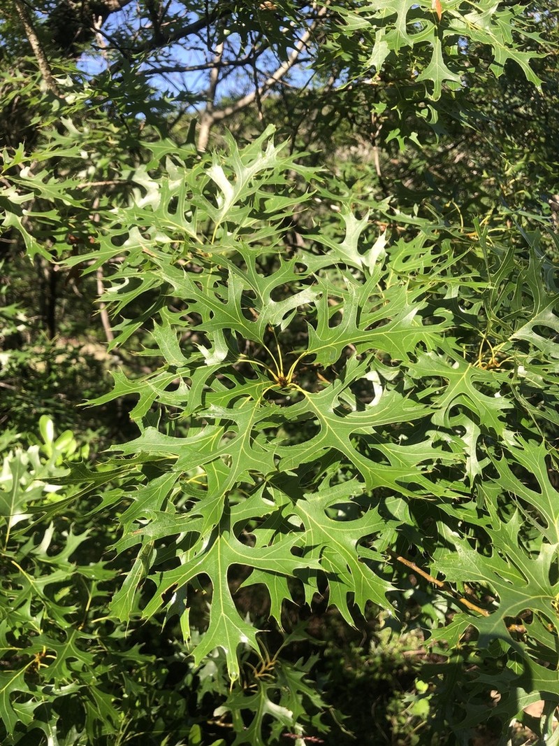 Texas Red Oak photo 7