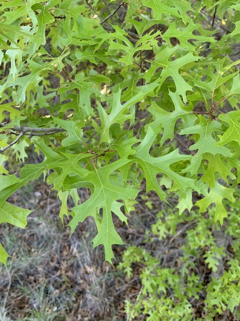 Texas Red Oak photo 8