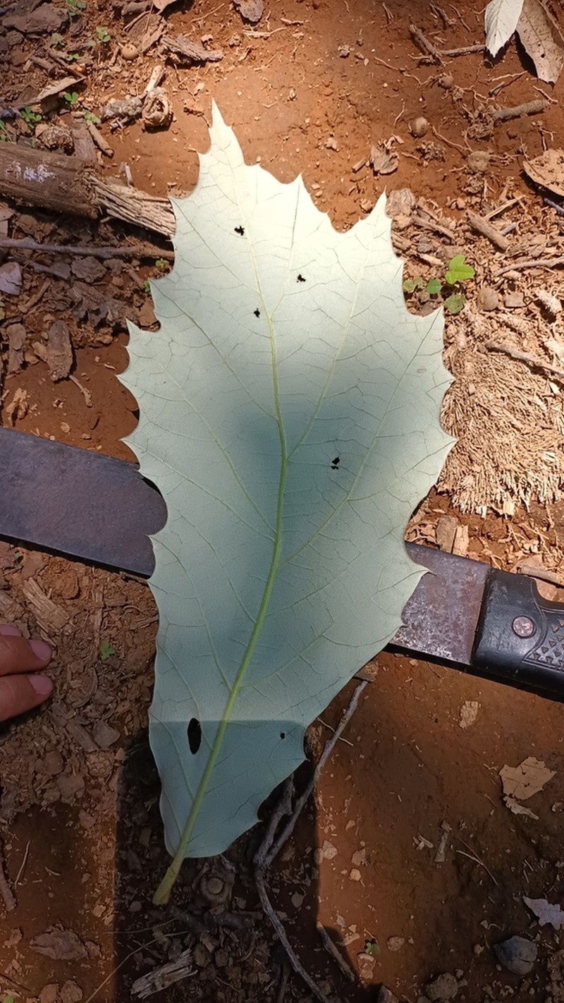 Quercus calophylla