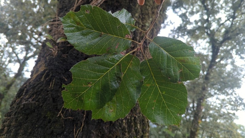 Quercus calophylla photo 3