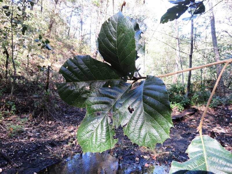 Quercus calophylla photo 4