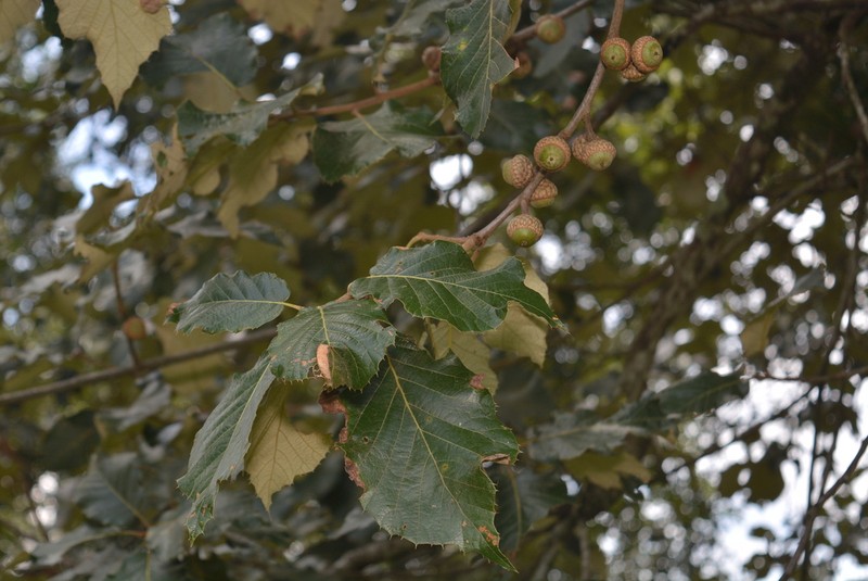 Quercus calophylla photo 5