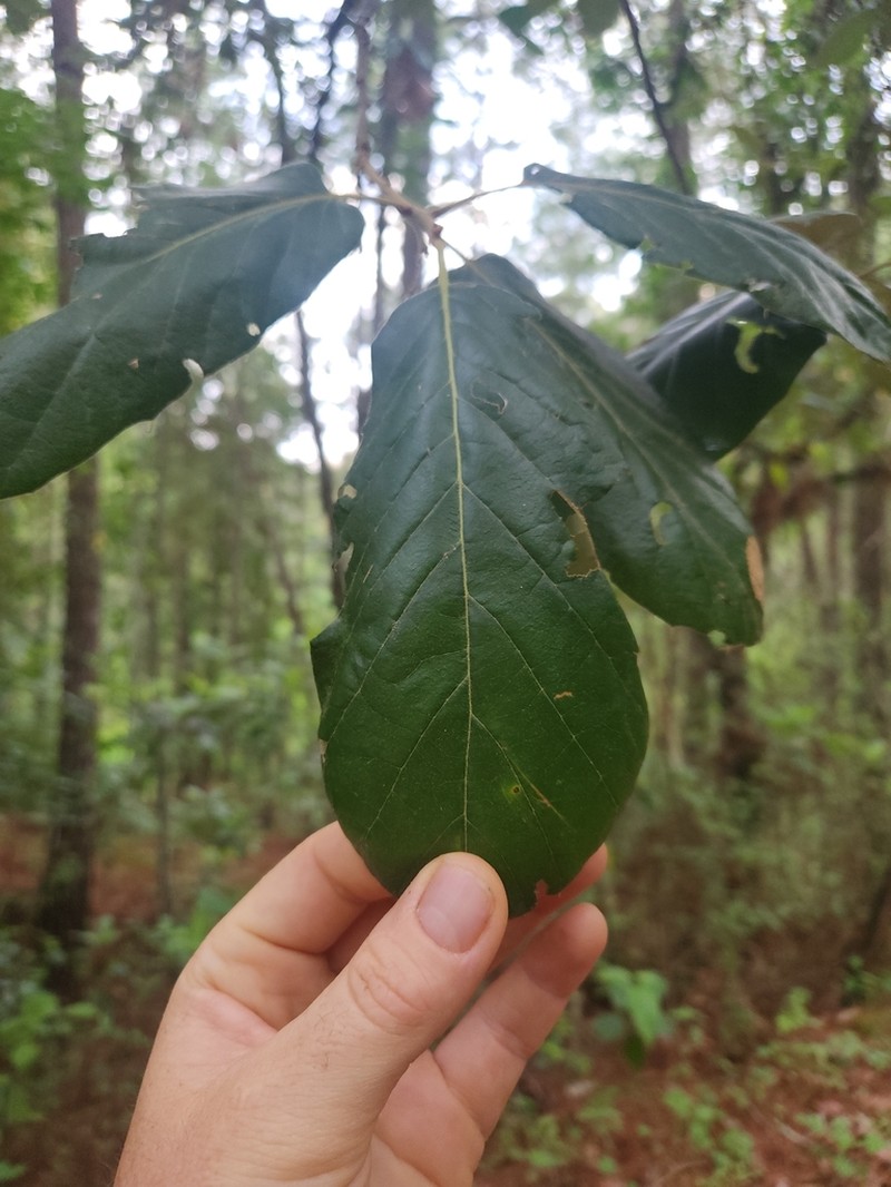 Quercus calophylla photo 6