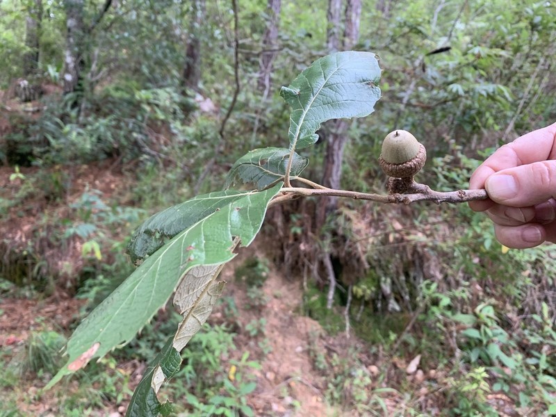 Quercus calophylla photo 7