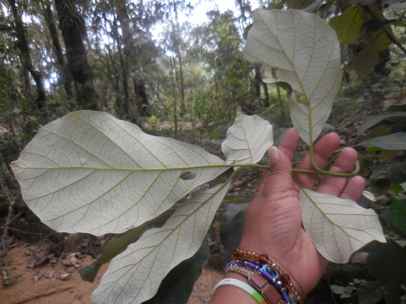 Quercus calophylla photo 8