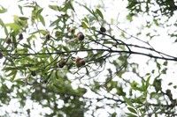 Quercus cambodiensis