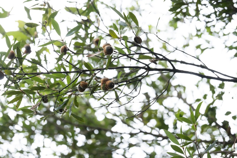 Quercus cambodiensis