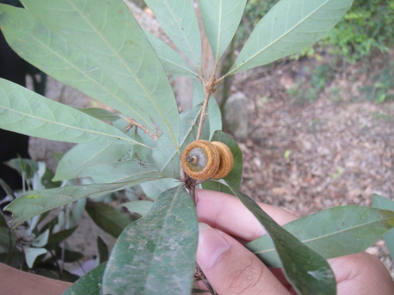 Quercus cambodiensis photo 3