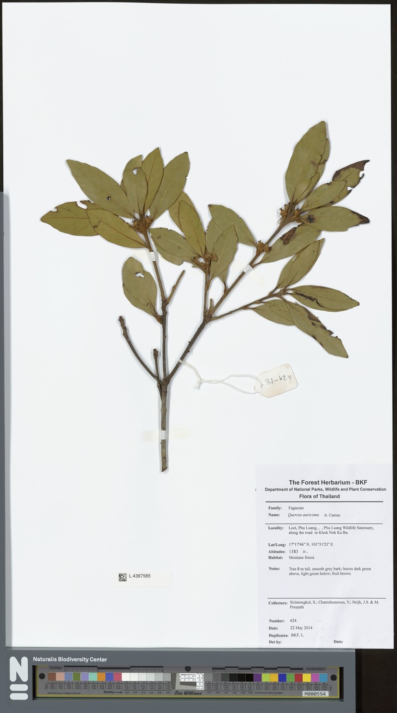 Quercus cambodiensis photo 4