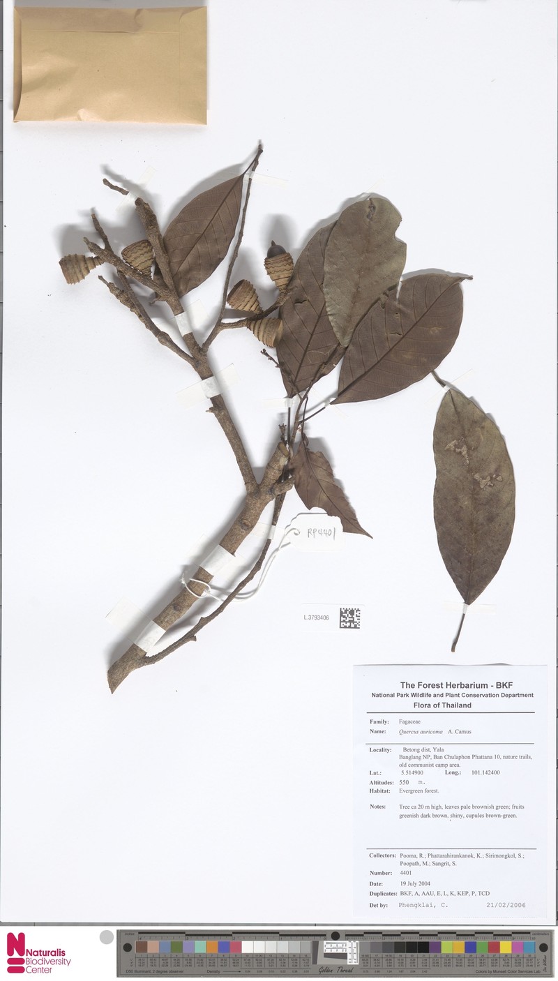 Quercus cambodiensis photo 5