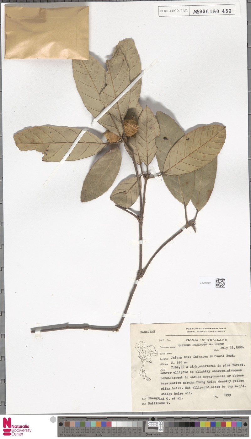 Quercus cambodiensis photo 6