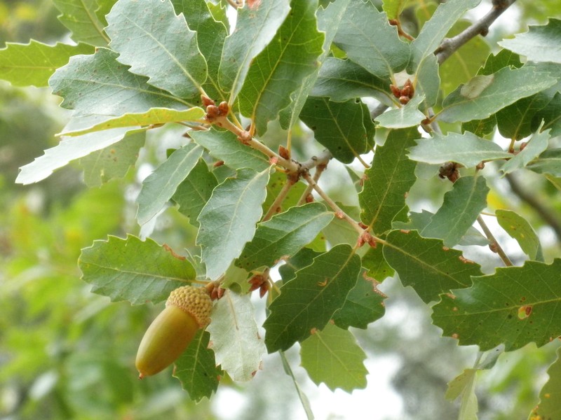 Quercus canariensis